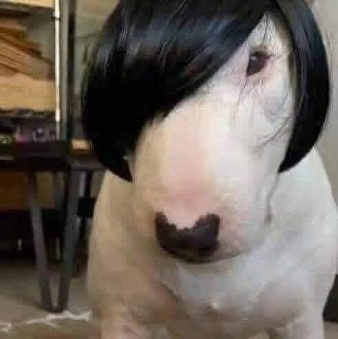 Cảm Ơn Cô Đã Cướp Cái Nồi Này