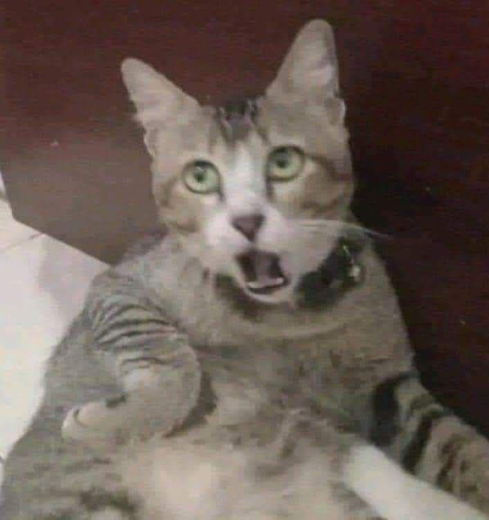 Thợ Săn Đội Lốt Cừu