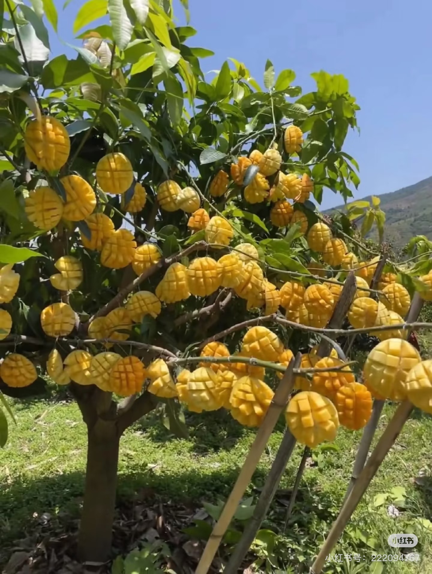 Chị Họ Vay Tiền Không Trả
